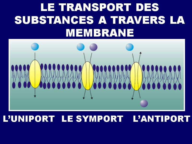 LE TRANSPORT DES SUBSTANCES A TRAVERS LA MEMBRANE L’UNIPORT LE SYMPORT L’ANTIPORT